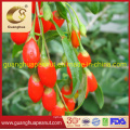 Healthy Hot Sale China Dried Goji Berry